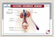 SISTEMA URINRIO HUMANO adrenal Veia cava inferior aorta ureter bexiga uretra rim