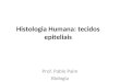 Histologia Humana: tecidos epiteliais Prof. Pablo Paim Biologia