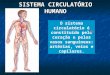 SISTEMA CIRCULATÓRIO HUMANO O sistema circulatório é constituído pelo coração e pelos vasos sanguíneos: artérias, veias e capilares