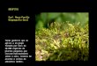 BRIÓFITAS Prof. Mauro Parolin Biogeografia Geral Termo genérico que se aplica a um grupo formado por mais de 20.000 espécies de plantas pequenas que crescem