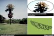 Floração em detalhe da palmeira Coripha Umbraculiphera Faixa 07 do CD “ECOS LÓGICOS”Rolagem Automática