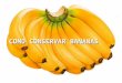 COMO CONSERVAR BANANAS. Quando comprar bananas, corte todas elas da penca, com faca ou tesoura, da forma mostrada nas fotos