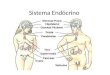 Sistema Endócrino. Introdução Juntamente com o sistema nervoso, atua e regula a homeostase (equilibrio do corpo) Usa a corrente sanguínea como meio de