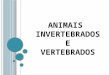 ANIMAIS INVERTEBRADOS E VERTEBRADOS. O S I NVERTEBRADOS : Os animais que não possuem coluna vertebral são invertebrados que são divididos em grupos: Insetos