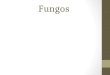 Fungos. Caracter­sticas gerais Heter³trofos Eucariotos Com parede celular (quitina)