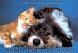 Posse ResponsávelPosse Responsável Manejos e cuidados para cães e gatos Universidade Federal de Uberlândia Hospital Veterinário