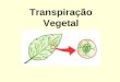 Transpiração Vegetal. TRANSPIRAÇÃO VEGETAL É a eliminação de água na forma de vapor através das folhas, principal superfície de contato do vegetal com