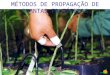 MÉTODOS DE PROPAGAÇÃO DE PLANTAS FRUTÍFERAS. Propagação de plantas por partes vegetativas Métodos: Estaquia Enxertia Mergulia Partes Especializadas Micropropagação