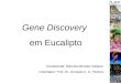 Gene Discovery em Eucalipto Doutoranda: Marcela Mendes Salazar Orientador: Prof. Dr. Gonçalo A. G. Pereira
