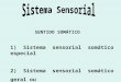 SENTIDO SOMTICO 1) Sistema sensorial somtico especial 2) Sistema sensorial somtico geral ou Sistema somatossensorial