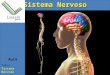 Aula Tema: Sistema Nervoso 1)Introdução O sistema nervoso é responsável pelo ajustamento do organismo ao ambiente. Sua função é perceber e identificar