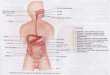 Gastro-esofágico: ò Motilidade ò Secreção de HCl: -> Inibidores da Secreção -> Protetores da Mucosa ò Úlcera péptica ò Outras