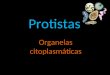 Protistas Organelas citoplasmáticas. Protistas Os protozoários e algas unicelulares permaneceram no nível de organização unicelular, mas evoluíram ao