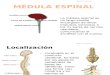 Anato de Medula