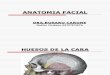 Anatomia Facial 1
