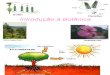 3204881 Biologia PPT Botanica Introducao
