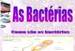 Biologia PPT - Bactérias