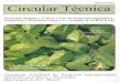 Descrição botânica, cultivo e uso de manjerona e orégano