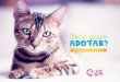Cartilha Adoção - Projeto Viva Gato