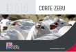 ABS Pecplan - CORTE ZEBU 2016 Mini