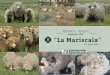 Catálogo La Mariscala 2016