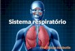 Sistema repiratório: anatomia e fisiologia