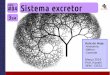 3EM #04 Sistema excretor (2016)
