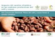 Impacto del cambio climático en las cadenas productivas del café y cacao