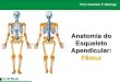 Aula 08   radiologia - anatomia do esqueleto apendicular - fmur
