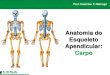 Aula 02   radiologia - anatomia do esqueleto apendicular - carpo