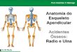 Aula 03   radiologia - anatomia do esqueleto apendicular - radio e ulna