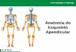 Aula 01   Radiologia - anatomia do esqueleto apendicular