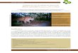 Avaliação do risco de extinção da onça-parda, puma concolor 14-08 