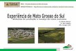 Experiência de Mato Grosso do Sul