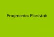 Fragmentos Florestais - Ecossistemologia
