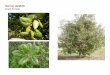 Quercus agrifolia   web show