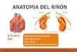 Anatomia del riñón