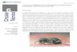 A Broca da Batata-Doce (Euscepes postfasciatus): Descrição 