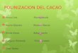 Polinizacion del cacao- Colegio Agropecuario