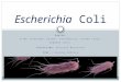 Diagnóstico Molecular Escherichia Coli