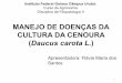 Manejo de Doencas da cenoura - Flavia Maria dos Santos - Prof. Milton L. Paz Lima