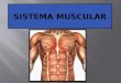8 ano cap 14 sistema muscular