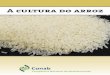 Conab lança livro histórico sobre o cultivo de arroz