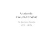 Anatomia coluna cervical