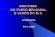 Anatomia do Plexo Braquial e Vasos do M.S