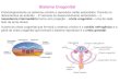 Aula de Embriologia e Reprodução Assistida - Sistema urogenital