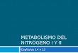 Metabolismo del nitrogeno i y ii copia