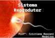 8 ano sistema reprodutor masculino e feminino