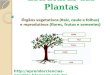 Estruturas das plantas