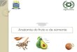 Anatomia do Fruto e da Semente